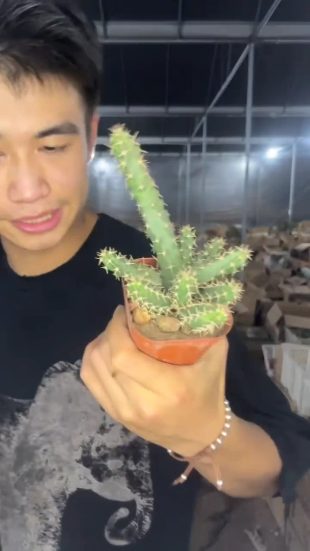 2颗 多头 美花角【带根】