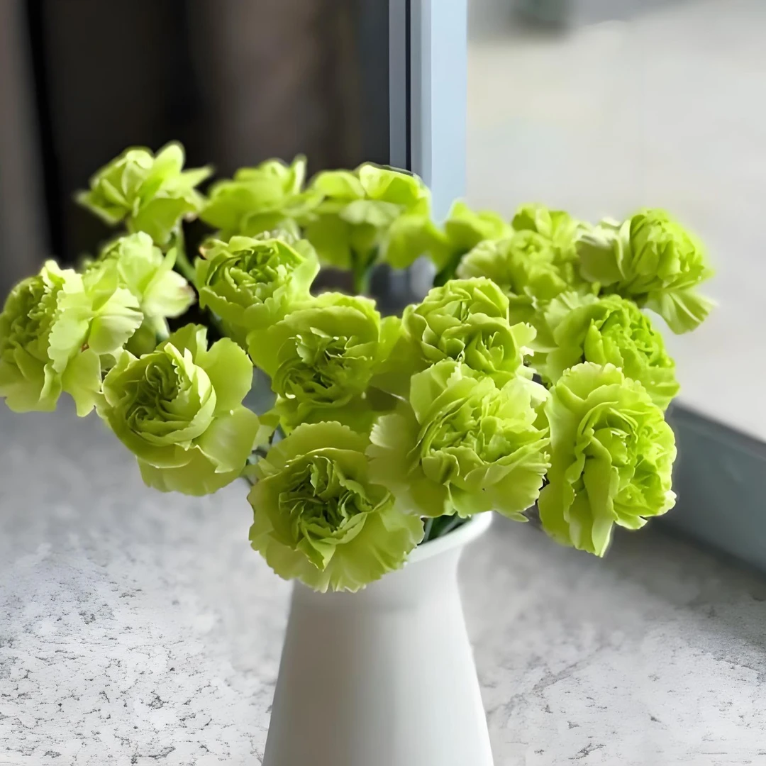 老板娘专属『绿色康乃馨10支』全场任意满两单鲜花顺丰包邮 3单送黄莺草 鲜花直播批发次日达包邮