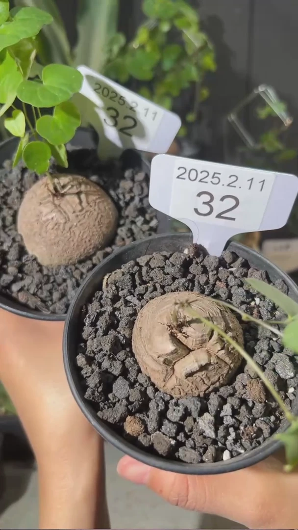 【闪购商品】南非龟甲龙2.11.32