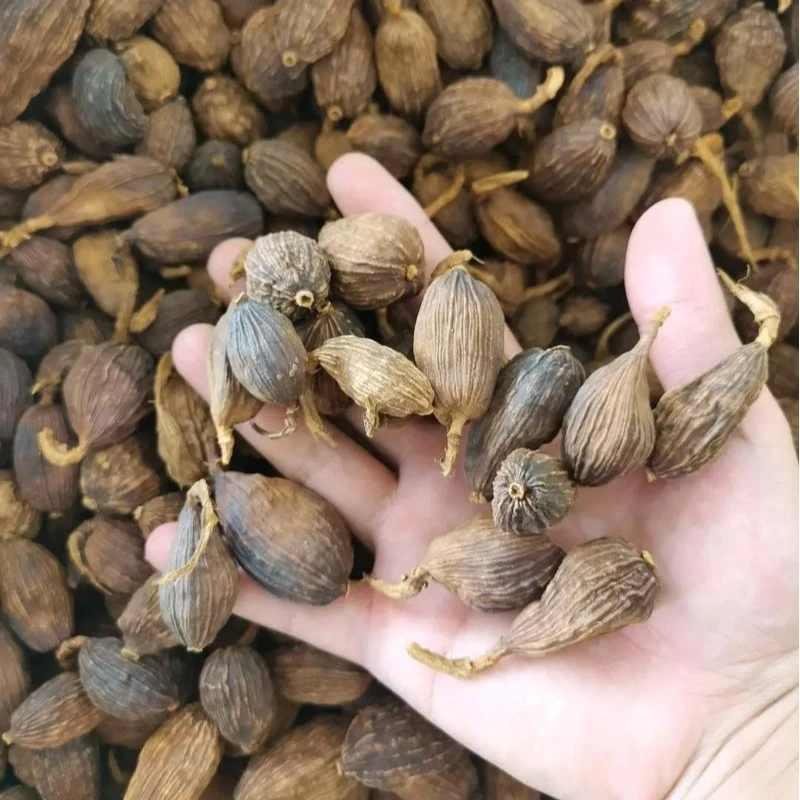 常用香料 草果 （可木浴）