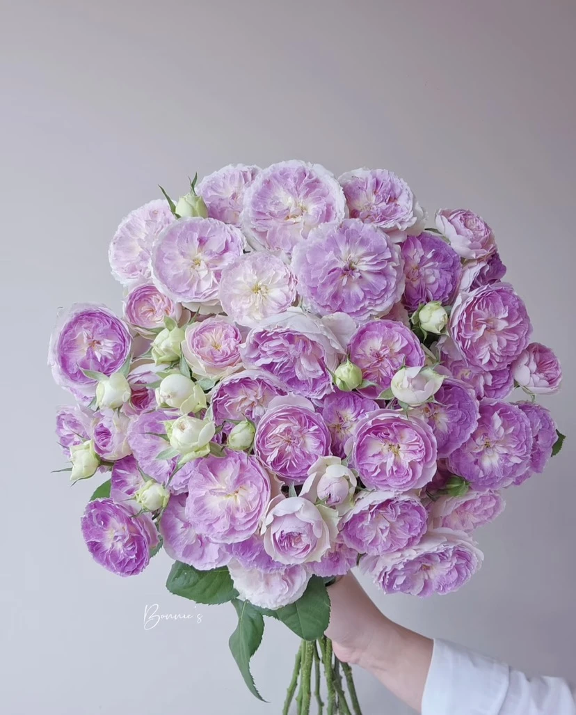 【锦上花舍】多头玫瑰蓝月石一单顺丰冷链/偏远地区德邦空运