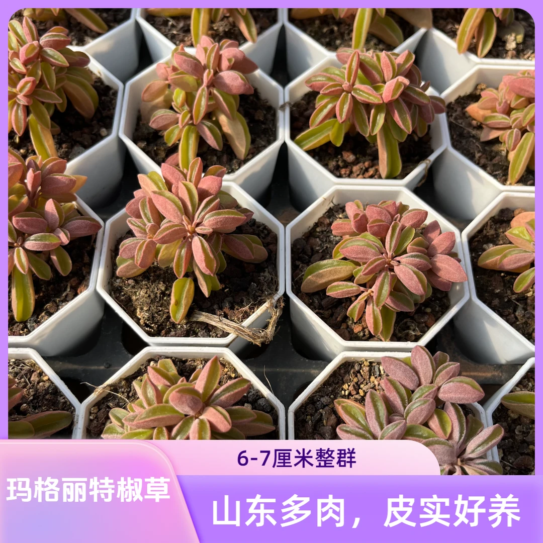 玛格丽特椒草7方盆老桩多肉