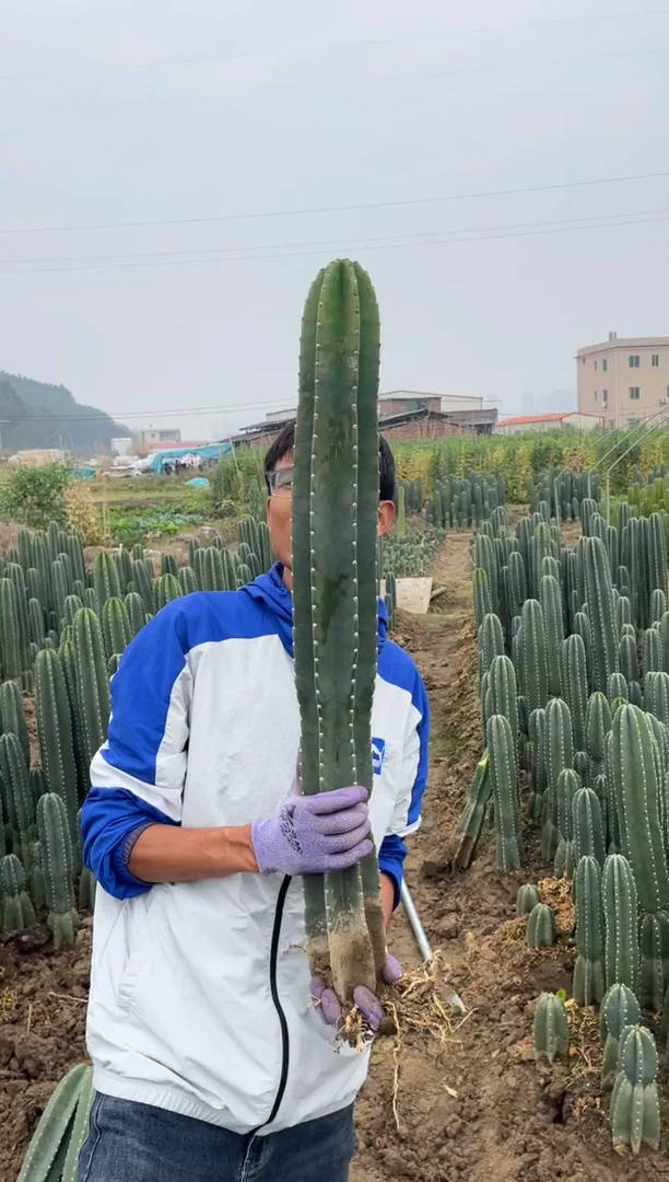 【闪购商品】有根量天尺80CM