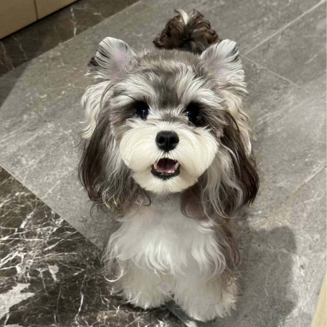 【旺旺队长萌系雪纳瑞】  狗狗活体