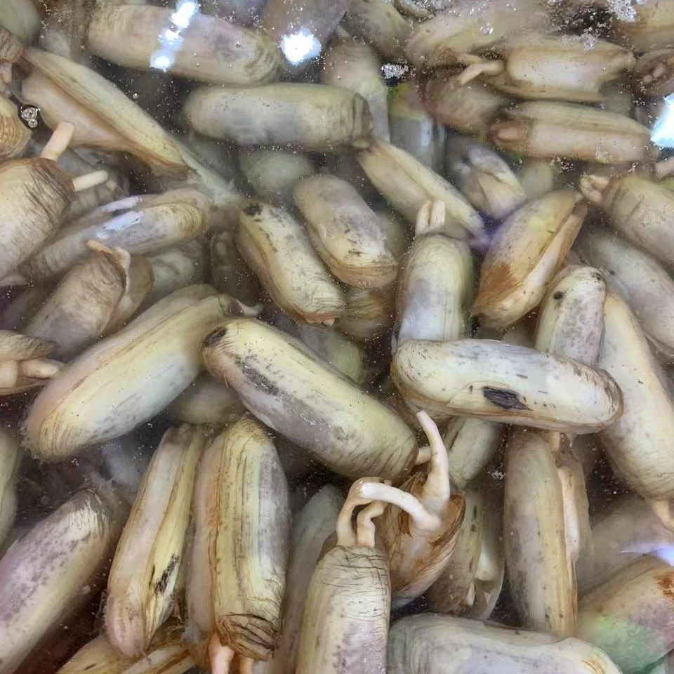 美味 圣子按斤
