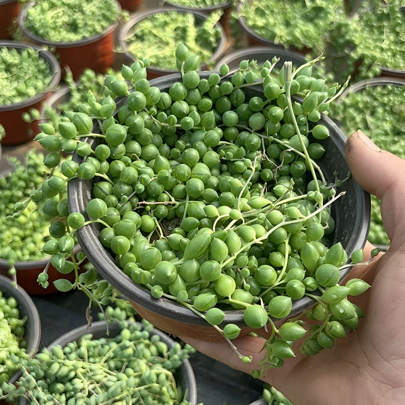 带盆栽好佛珠吊兰紫玄月多肉垂吊盆栽高颜值清仓基地直发