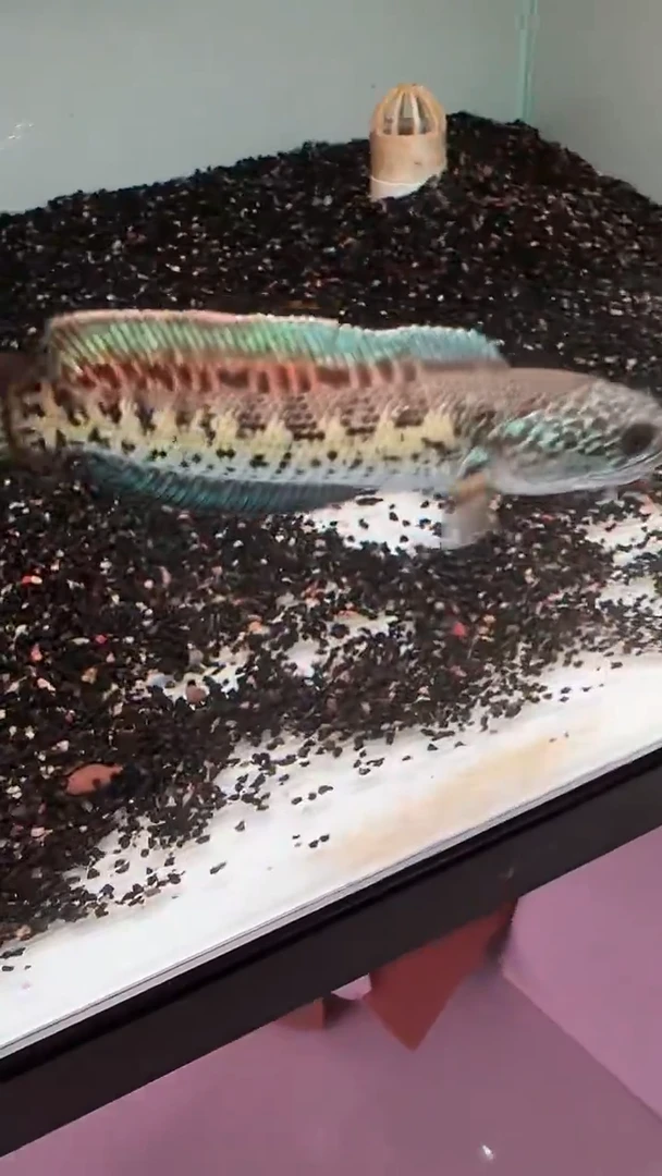 雷龙眼镜蛇217号