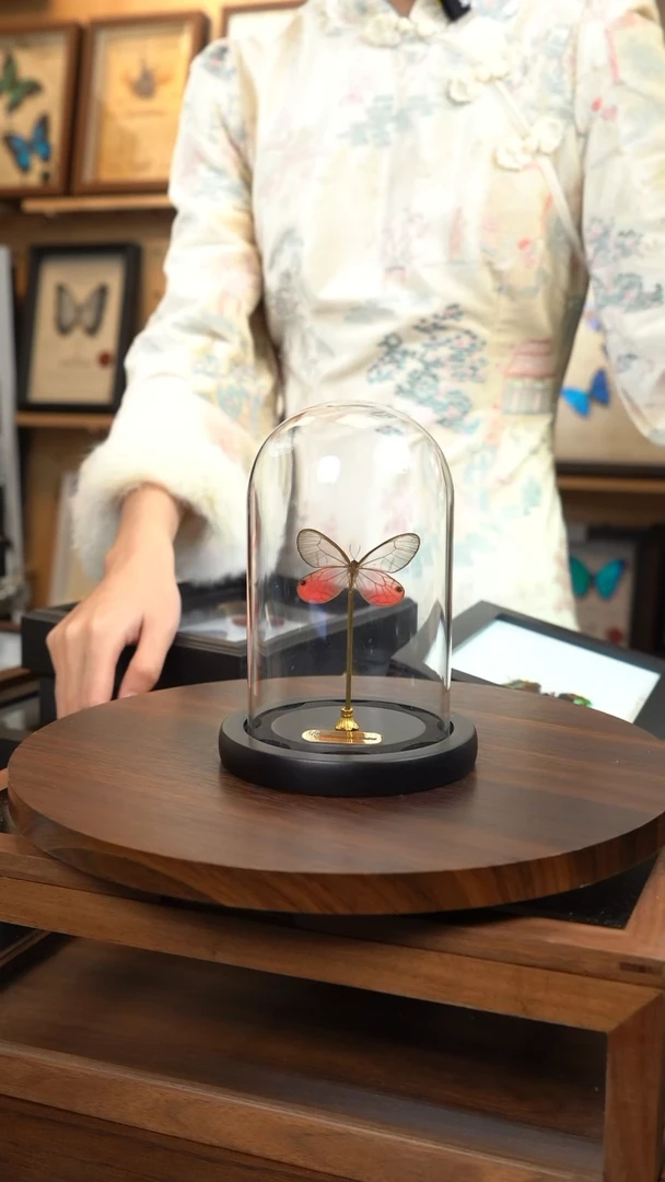 玫瑰绡眼蝶小号玻璃罩