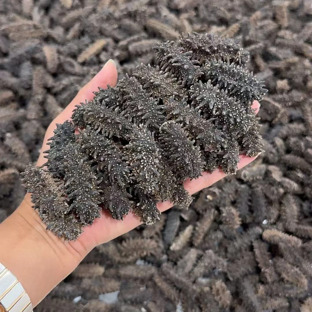 俄罗斯进口海参淡干工厂直发营养滋补