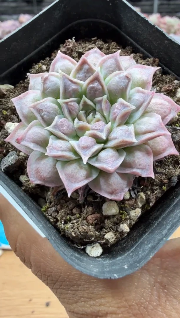 东云多肉园二店-471