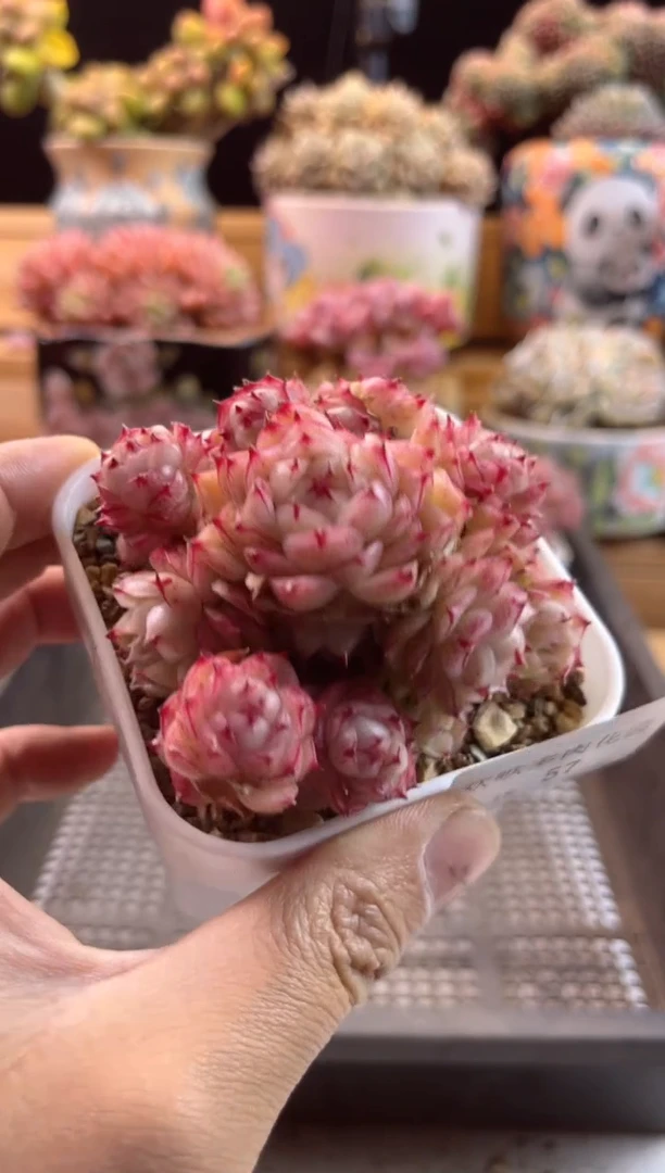 【闪购商品】2.18-57麦秆