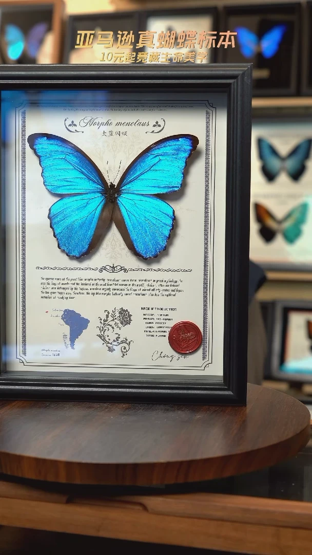 大蓝闪蝶豪华版10寸欧式框（带证书）