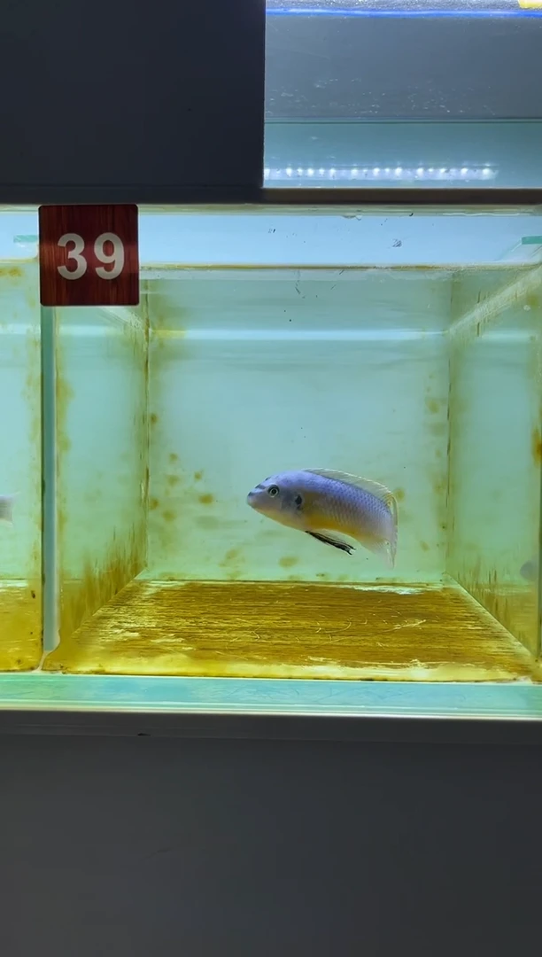 海水鱼三湖慈鲷野生