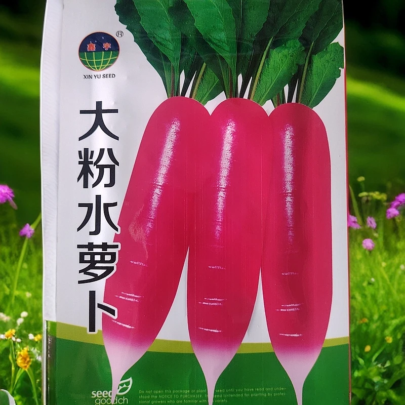 大粉水萝卜的种子