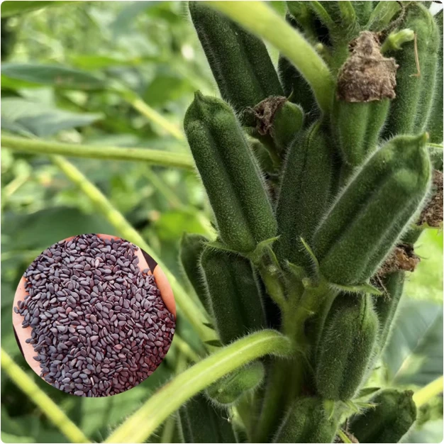 【全店满5包包邮】黑芝麻种子室外大田高产阳台蔬菜种子