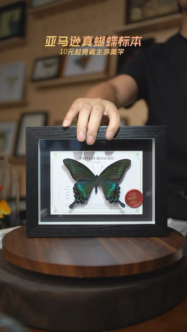 有机玻璃绿带翠凤蝶夏型8寸黑框国风版