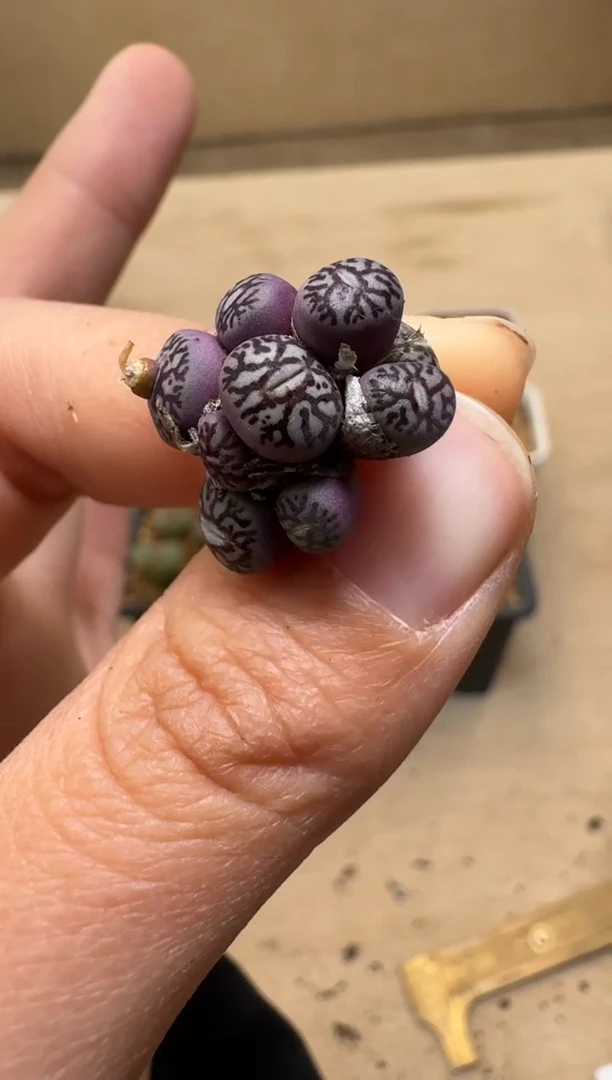 【闪购商品】1/21-96