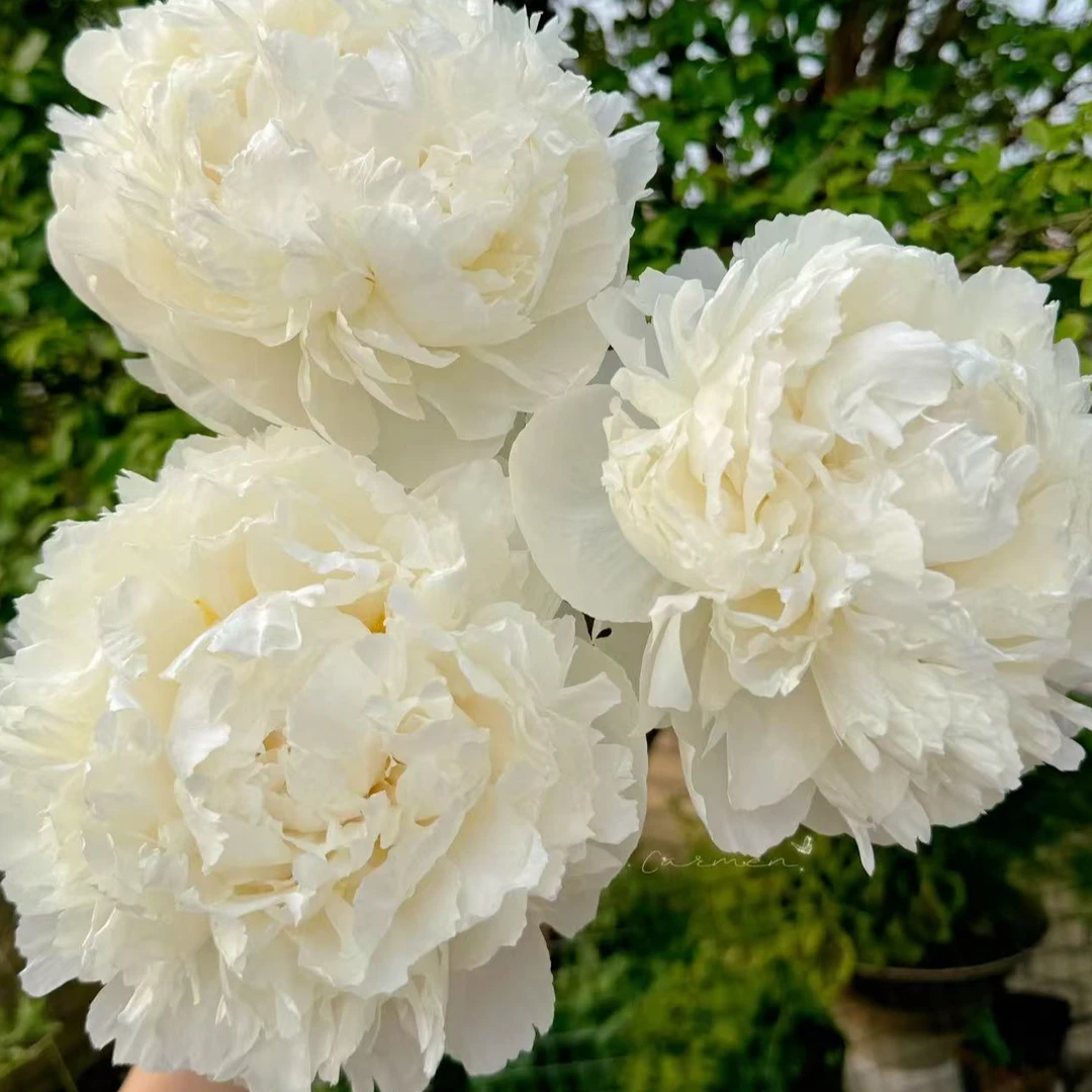 【奶油碗】芍药裸根 庭院花卉