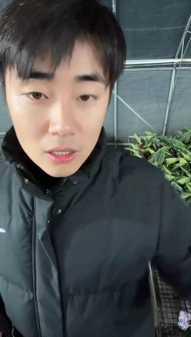 当前无花栽培后可以开花宝莲灯一盆福利款