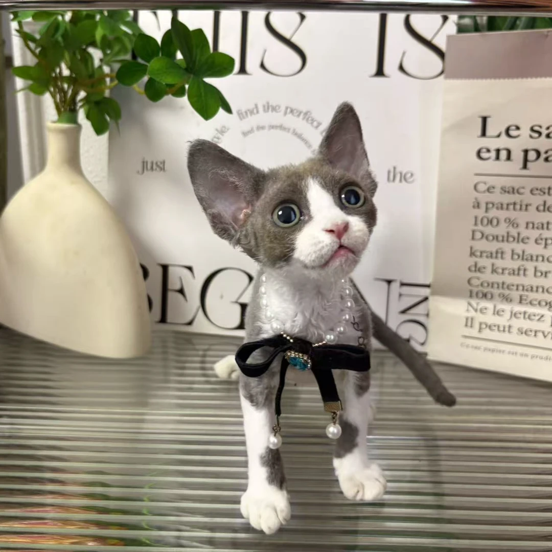 【蔚蓝家】德文卷毛猫蓝白妹妹-琪琪