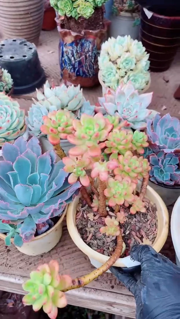 七***吉06126多肉植物一物一拍