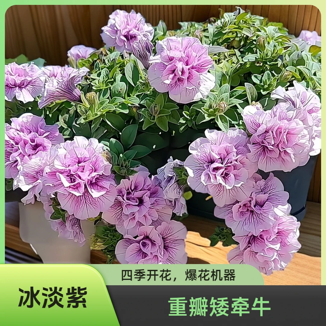 冰淡紫重瓣矮牵牛伊丽莎白紫金边酥糖梅心带盆发货四季开花