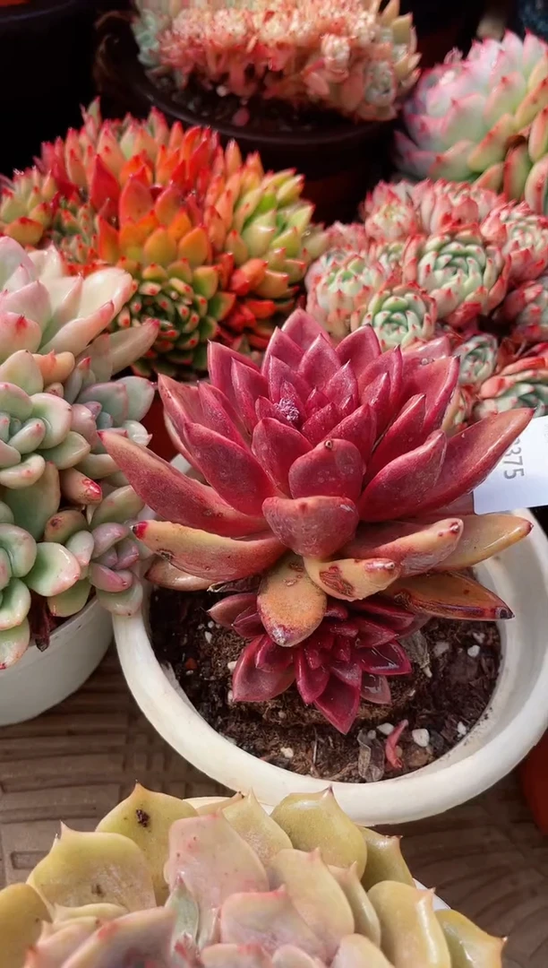 【闪购商品】23375