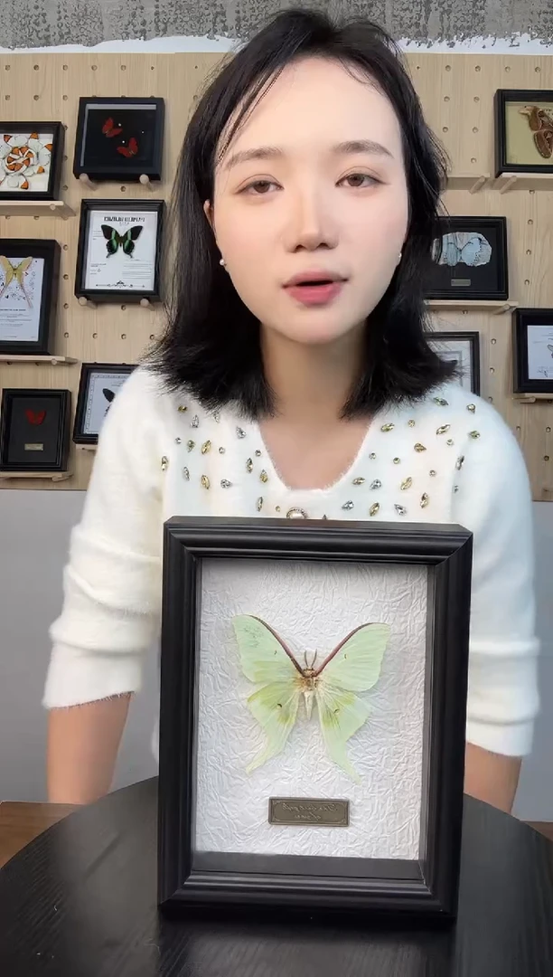 短尾大蚕蛾蝴蝶装饰画7寸框