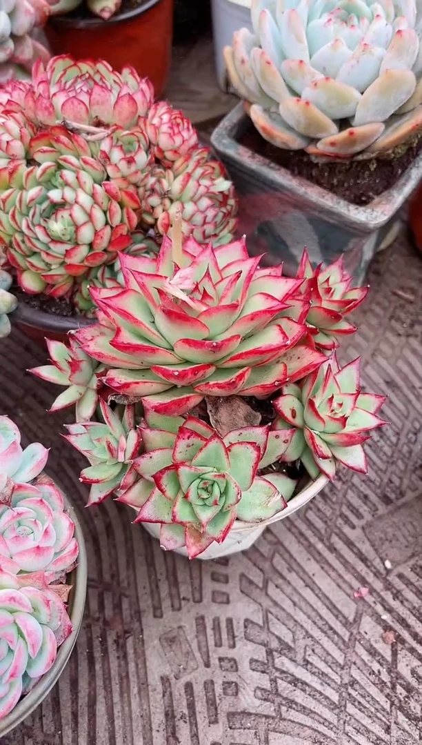 【闪购商品】03420