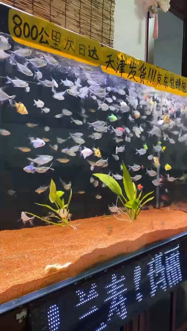 灯科鱼碟翼斑马18条+2条备损（送的不报损）