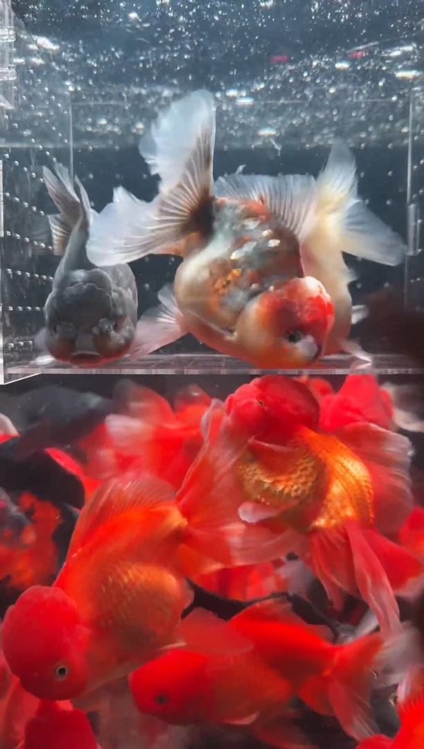 金鱼鱼之源一物一拍链接/无开箱视频不售后3