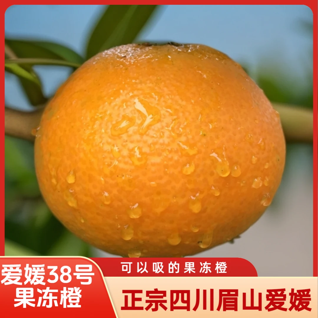 眉山爱媛38号果冻橙自然成熟孕妇水果现摘整箱包邮薄皮手剥橙子