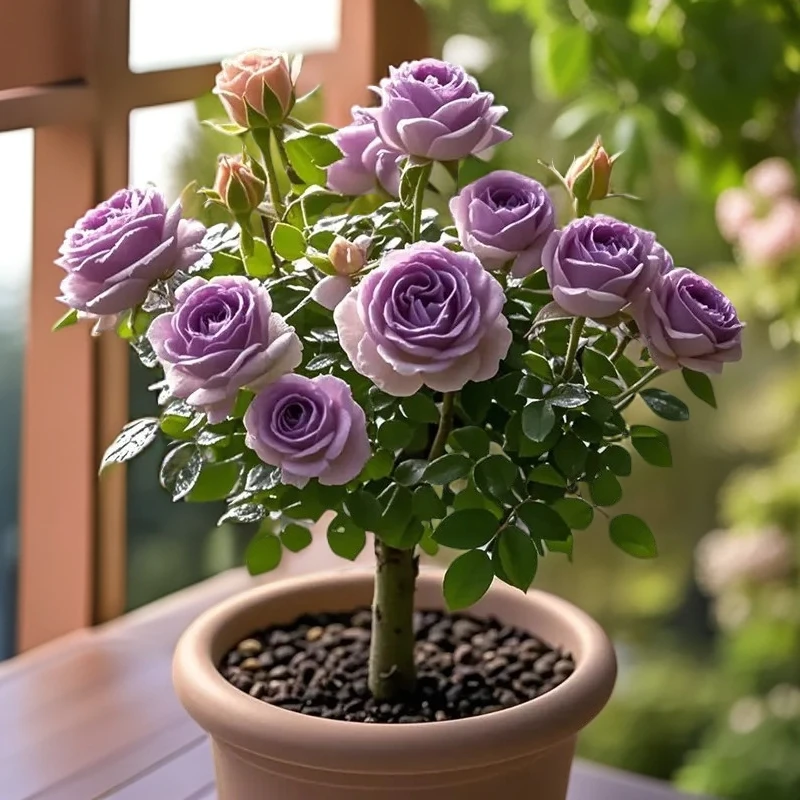 玫瑰老桩【四季开花】月季花树苗稀有耐寒耐旱绿植花卉盆栽好养开花