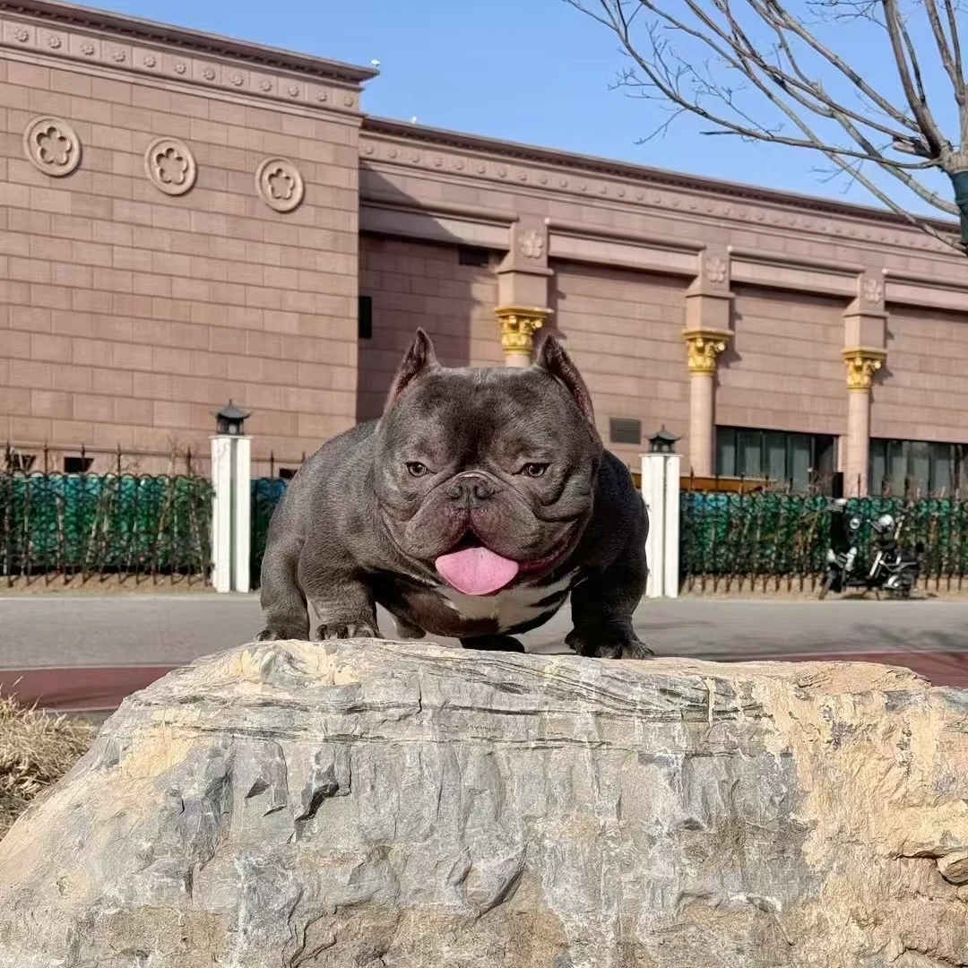 【大碗恶霸犬舍】恶霸犬宠物活体小狗狗家养宠物犬幼犬