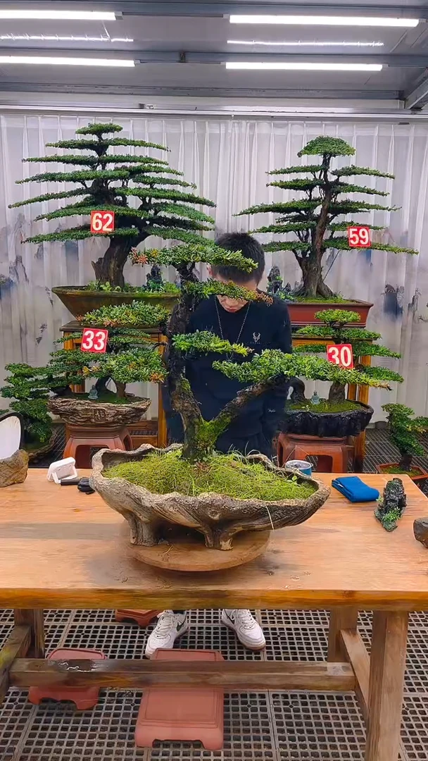 无花朵精品盆景直播间一物一拍