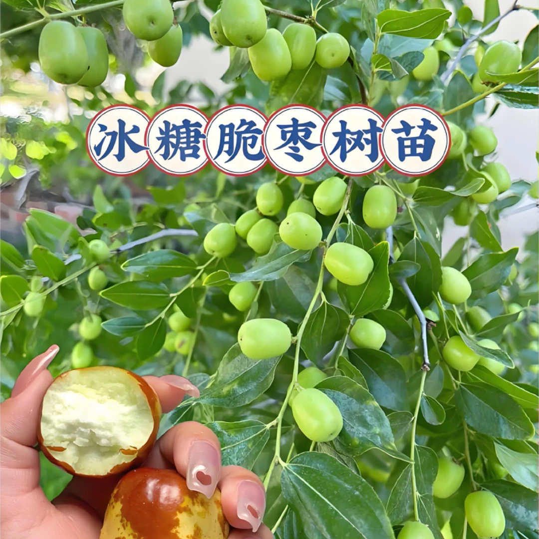 嫁接三代冰糖枣树苗 沾化冬枣 蟠枣等抗严寒耐高温南北方都可种植