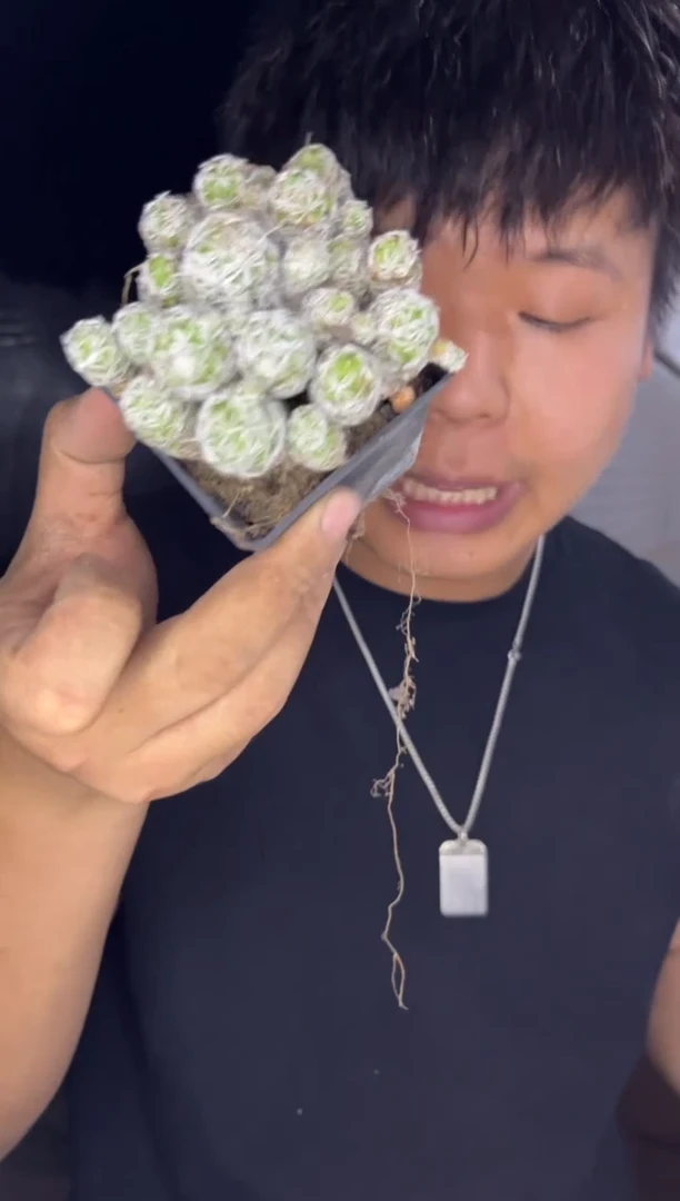 3颗 白鸟【带盆土】