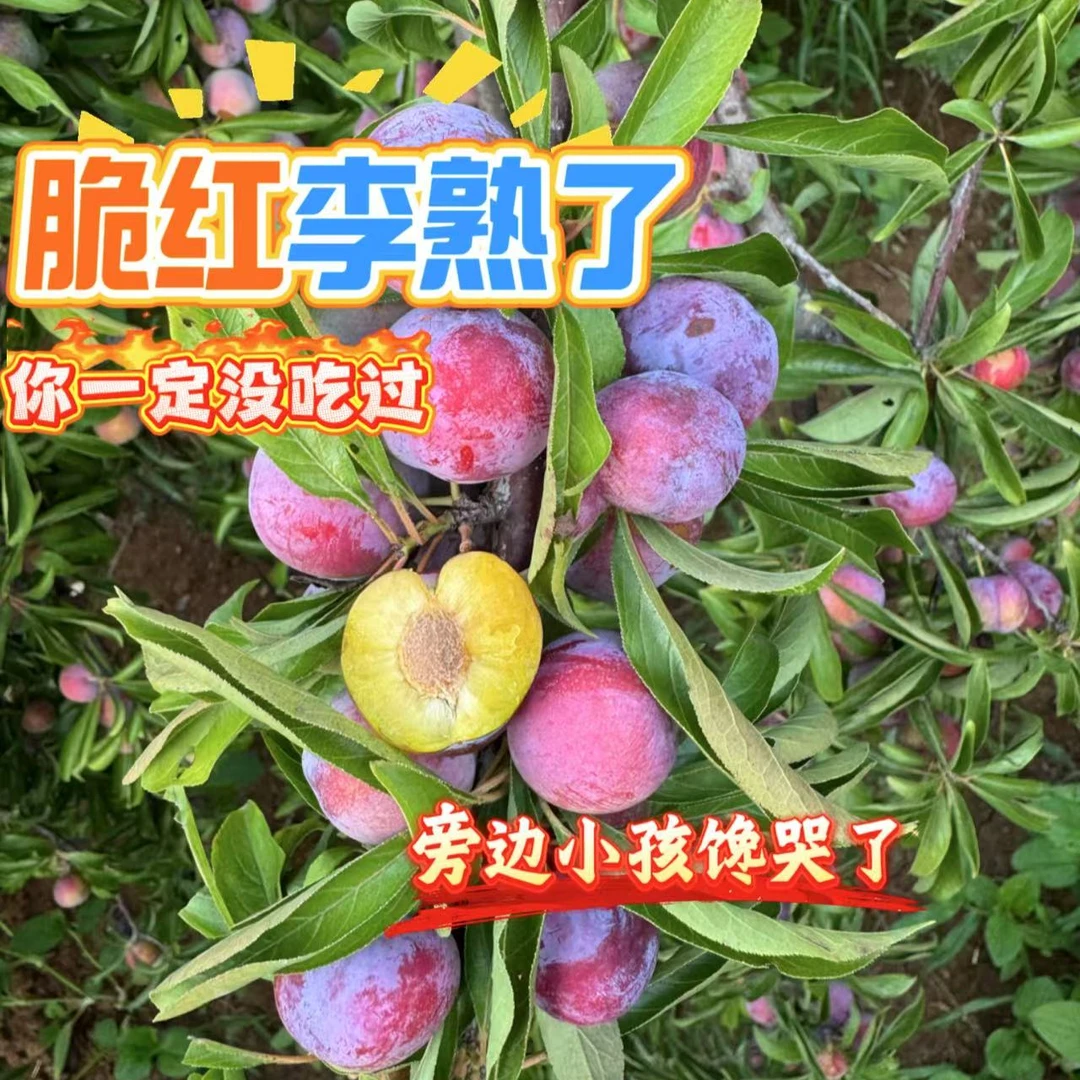 正宗樱桃李自己果园有机肥