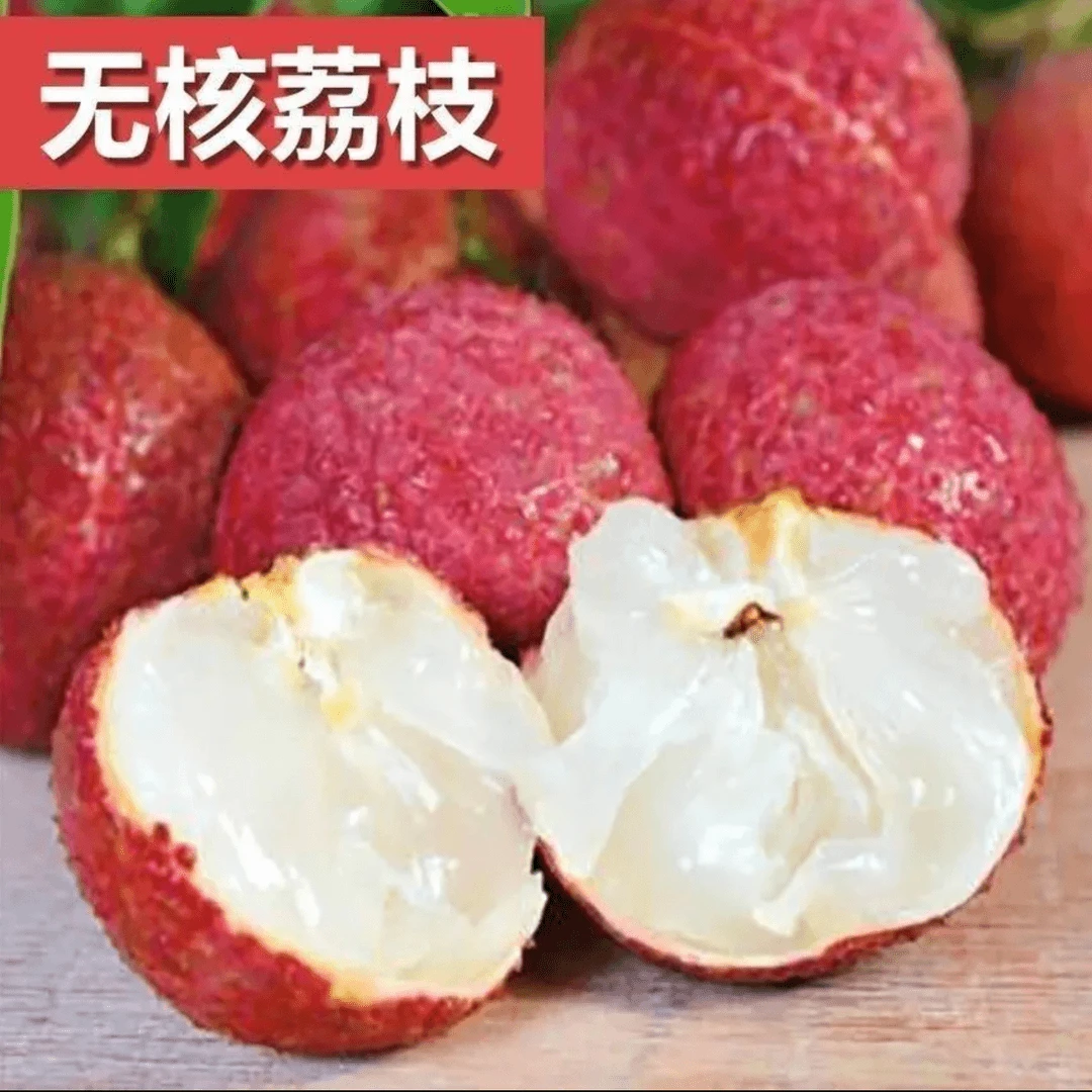 001【当年结果】荔枝果树苗南北方均可种植阳台盆栽庭院地载