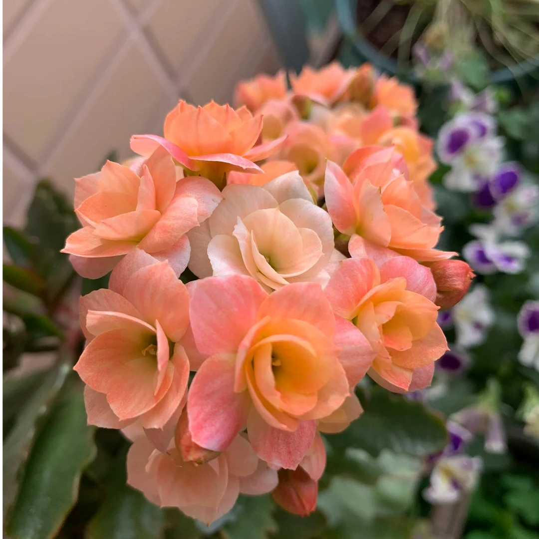 维罗纳重瓣大花长寿花奶油慕斯粉色开花阳台盆栽室内观赏植物