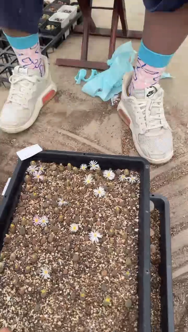 多肉植物肉锥脱土发29-95