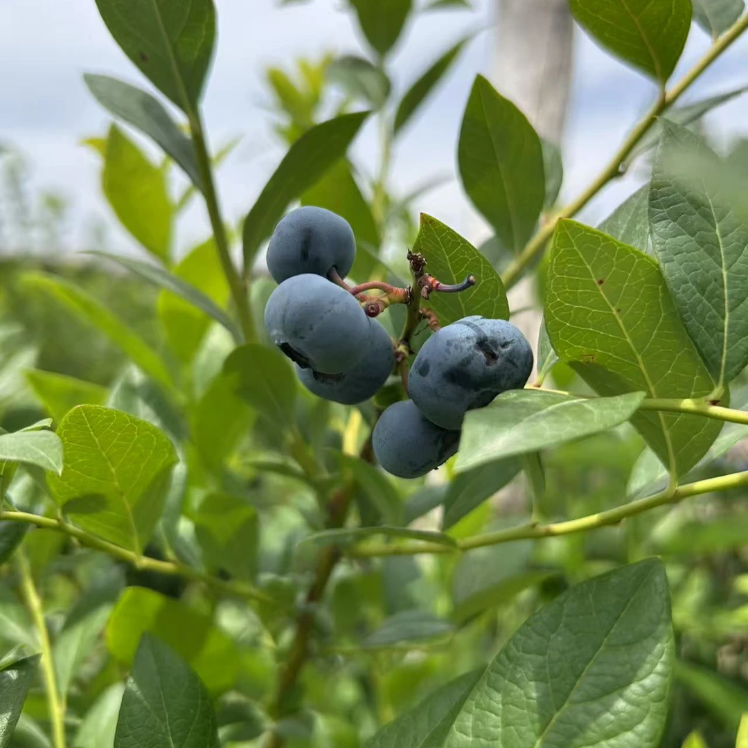 新鲜头茬大蓝莓15 - 18mm果径顺丰包邮果香浓郁