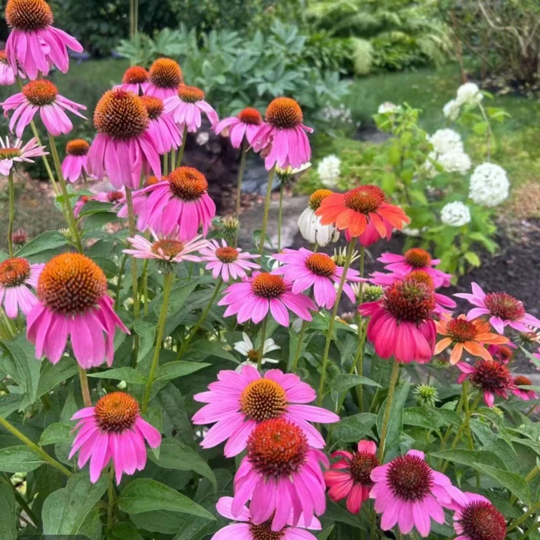 【混色松果菊】110口径1盆  宿根多年生耐寒庭院阳台耐热