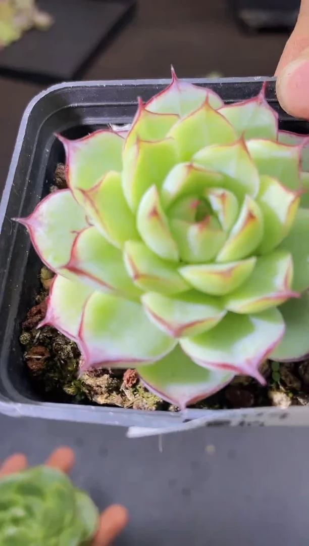 8004玫瑰花女王量拍随机发一个