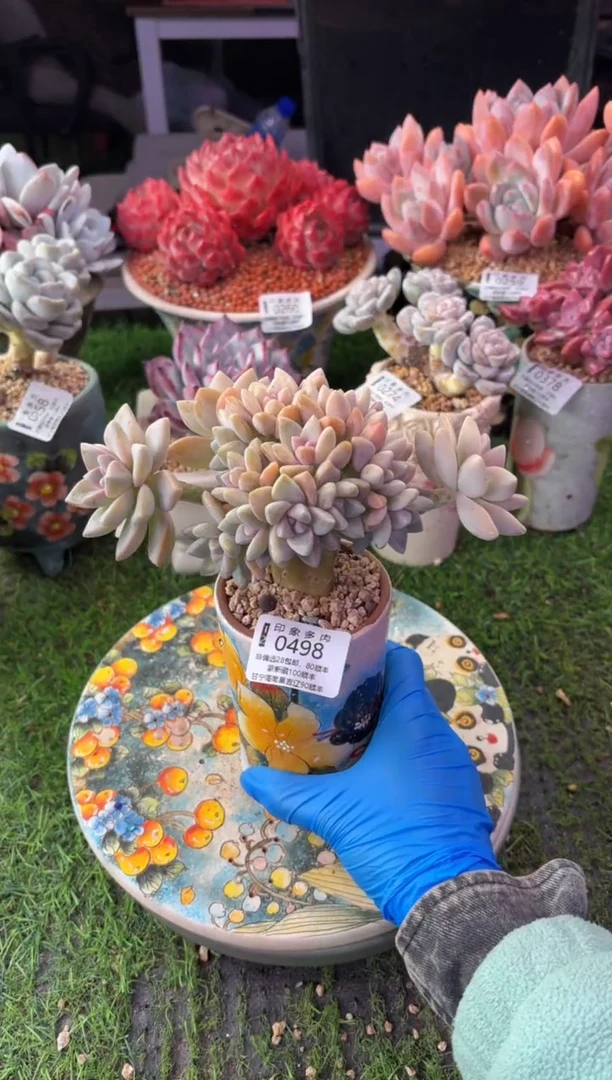 昆明印象多肉0498