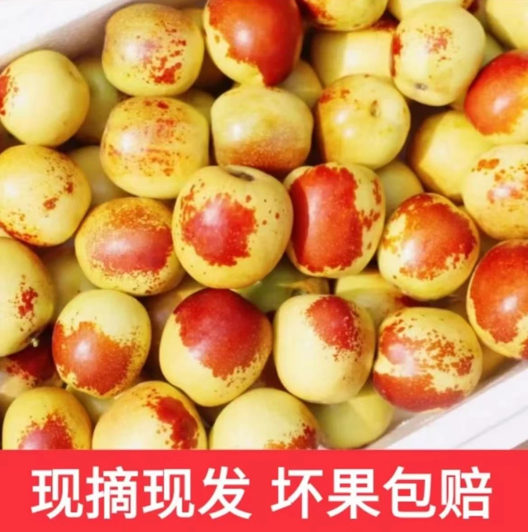 【试吃5斤】沾化一代冬枣现摘新鲜脆甜多汁当季水果佳品