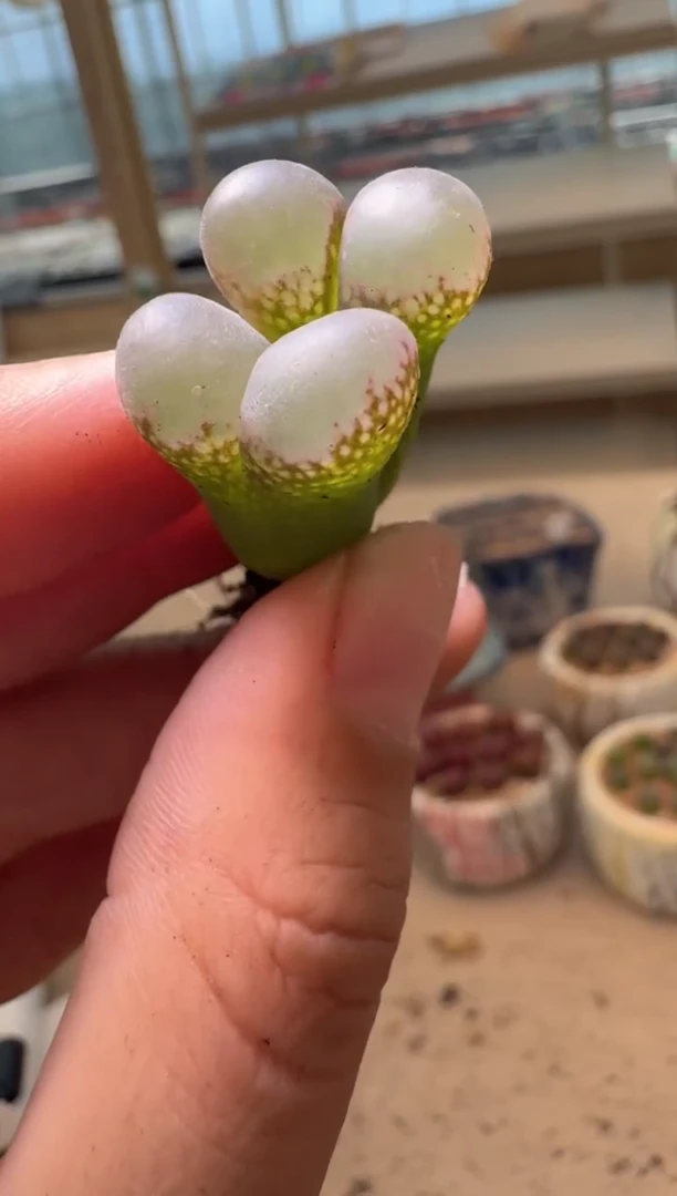 美丽的肉石头16-116