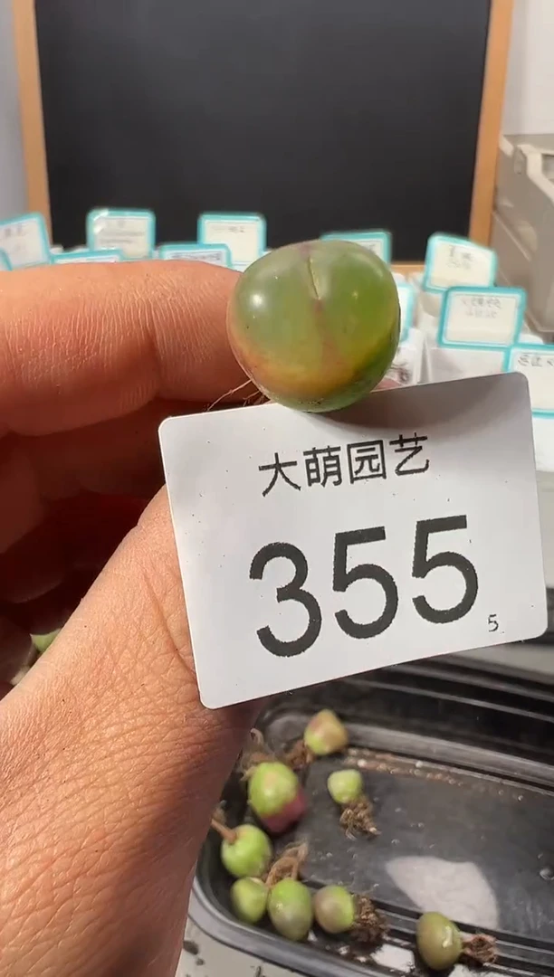 【闪购商品】++++355