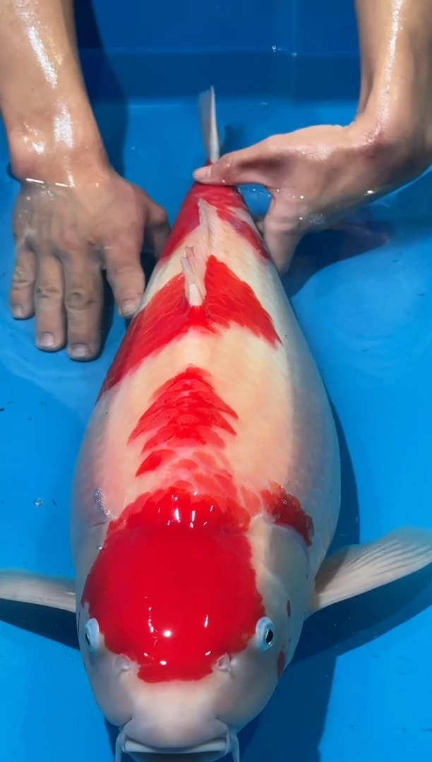 锦鲤佛山金隆锦鲤直播专用闪购链接，不支持7天无理由退货退款