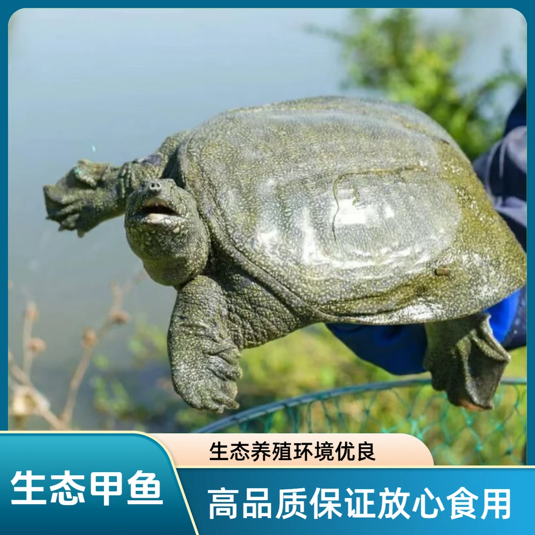 鲜活生猛甲鱼三只共5-6斤藕塘甲鱼中华老鳖青黑花背顺丰包邮